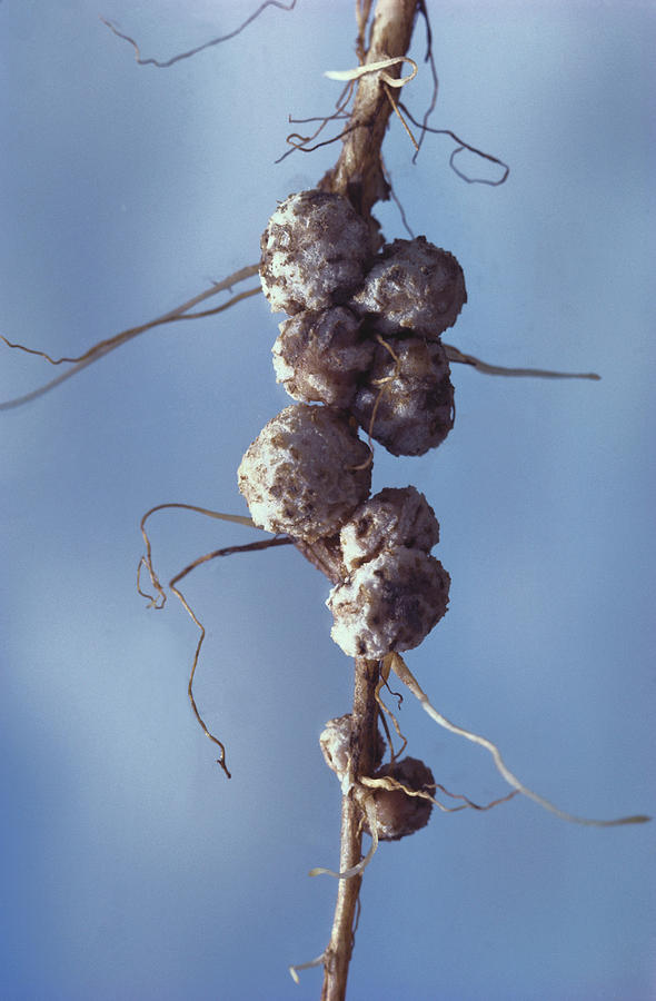 Soybean Root Nodules #1 Photograph by Dan Guravich