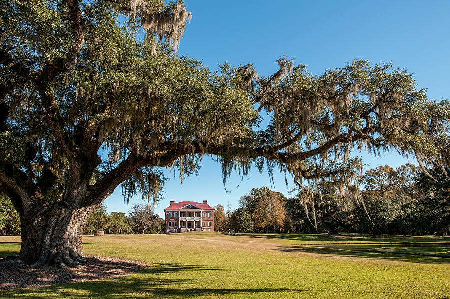 Spanish Moss Covered Tree Photograph by Michael Defreitas Fine Art