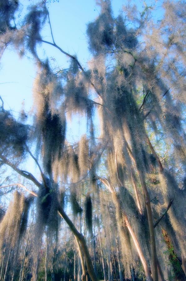 Spanish Moss (tillandsia Usneoides) #1 Photograph by Science Photo Library Spanish Moss (tillandsia Usneoides) #1 Photograph by Science Photo Library