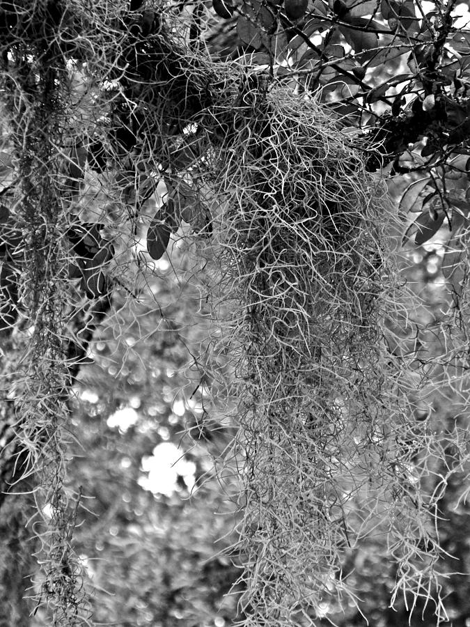 Spanish Moss #1 Photograph by Tom DiFrancesca
