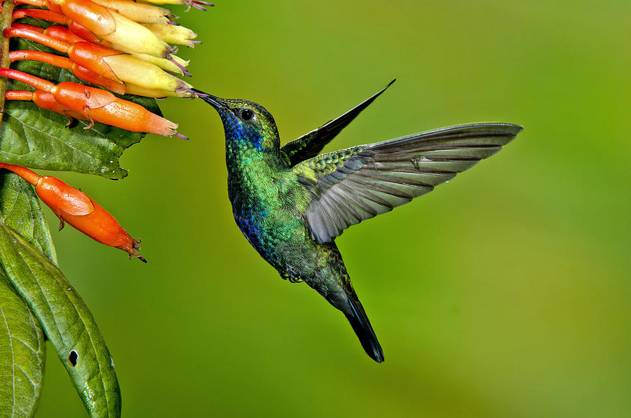 Sparkling Violetear Hummingbird Photograph by Anthony Mercieca