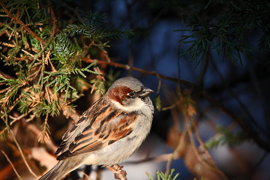 Sparrow #1 Photograph by Karol Livote