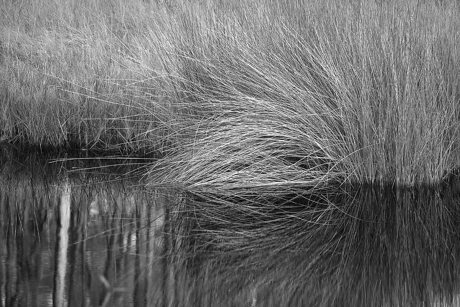 Spartina Grass #1 Photograph by Bill Chambers