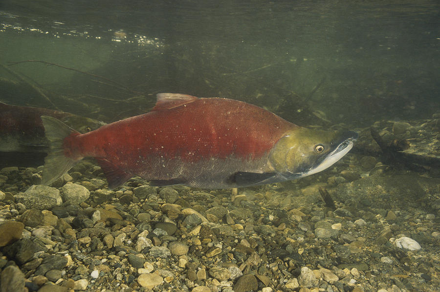 Spawning Sockeye Salmon #1 Photograph by F. Stuart Westmorland