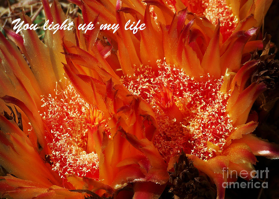 Special Occasion Card - Barrel Cactus Flower Photograph by Kathy McClure