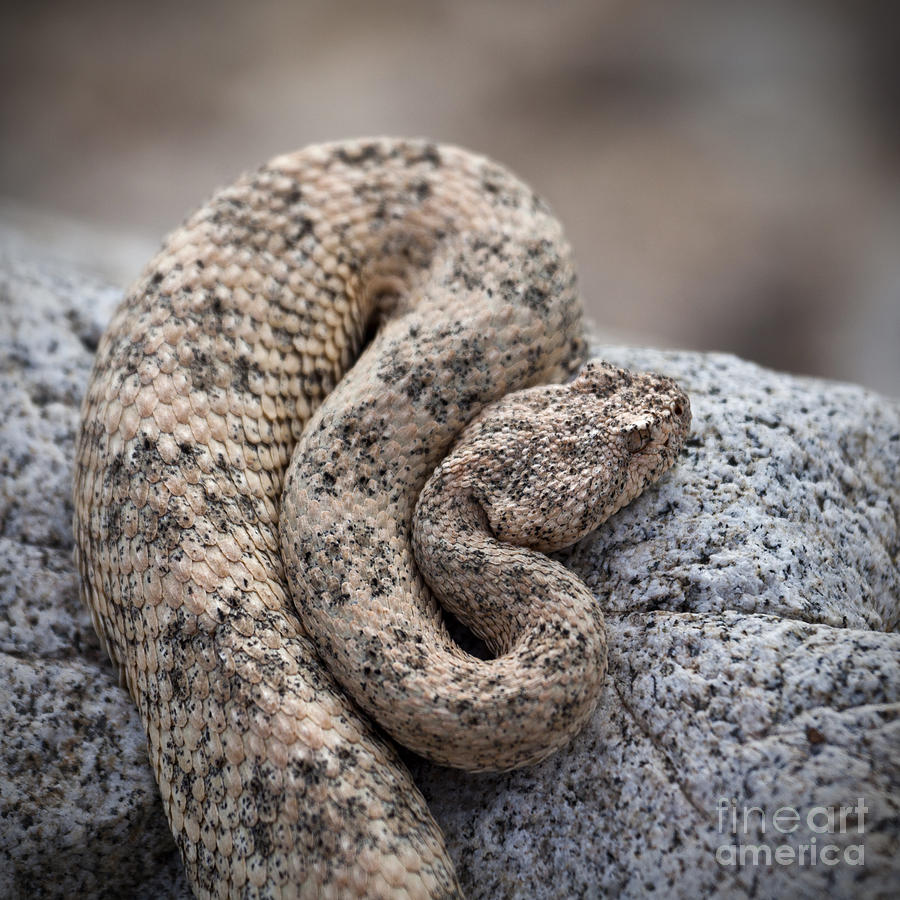 Speckled Rattlesnake Crotalus mitchellii #2 Photograph by Liz Leyden