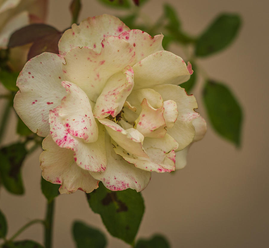 Flowers Still Life Photograph - Speckled Rose #1 by Jane Luxton