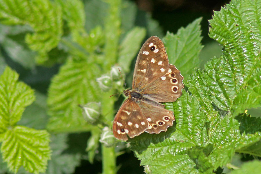 Speckled Wood Butterfly  #1 Photograph by Tony Murtagh