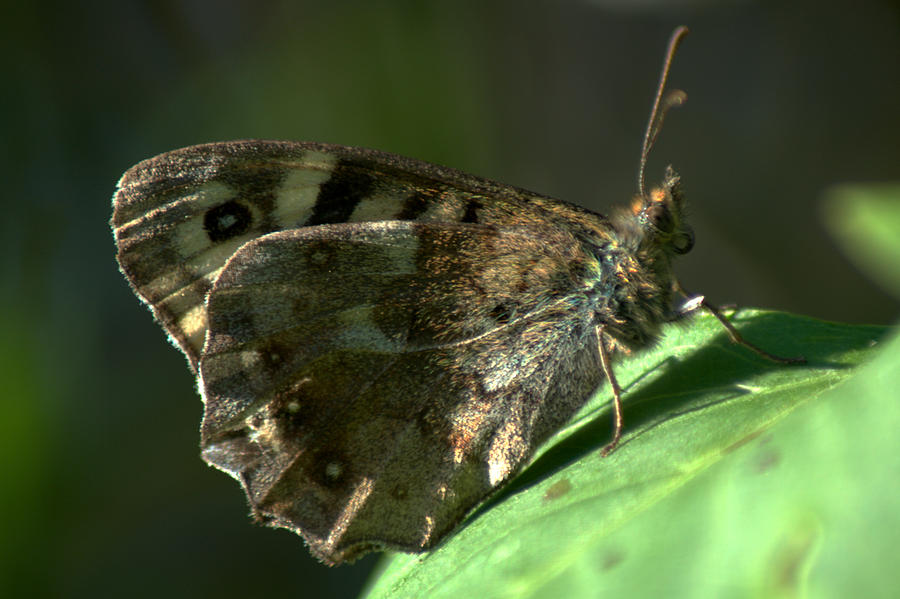 Speckled Wood #1 Photograph by Chris Day