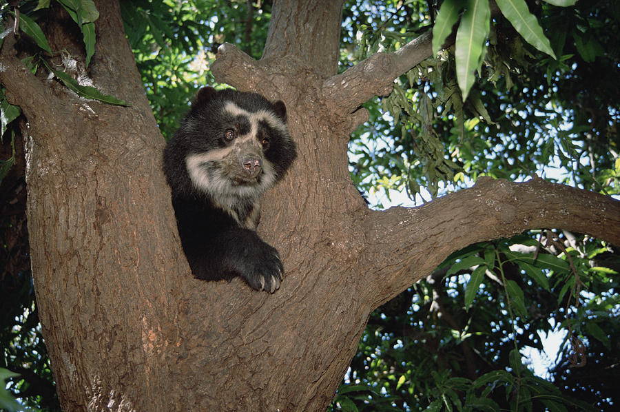 Spectacled Bear In Andean Foothills Peru #1 Photograph by Tui De Roy