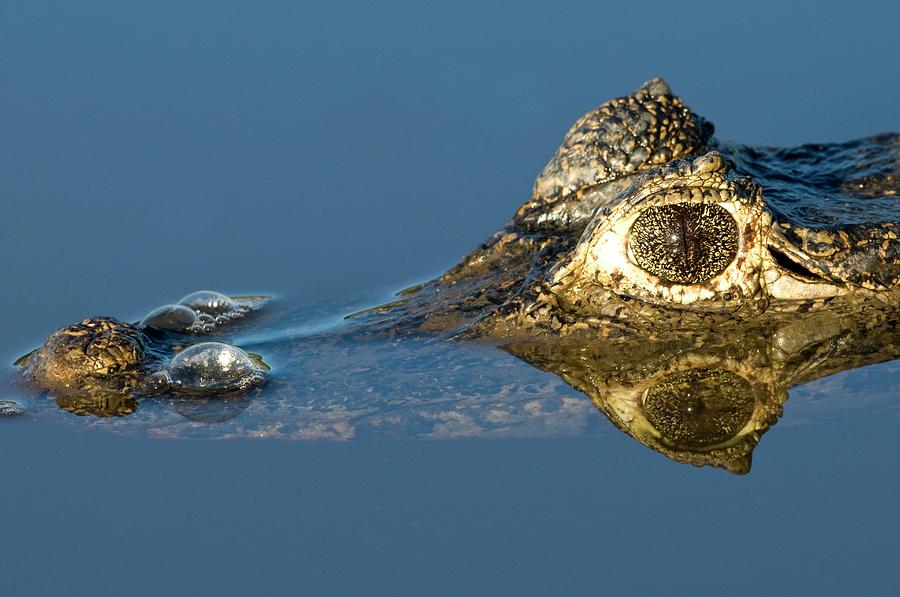 Spectacled Caiman In A River #1 Photograph by Tony Camacho/science Photo Library