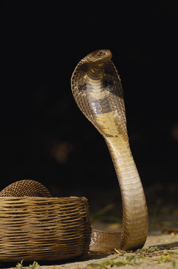Spectacled Cobra Gujarat India #1 Photograph by Pete Oxford