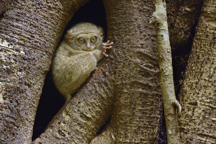 Spectral Tarsier In Tree Indonesia #1 Photograph by Chien Lee