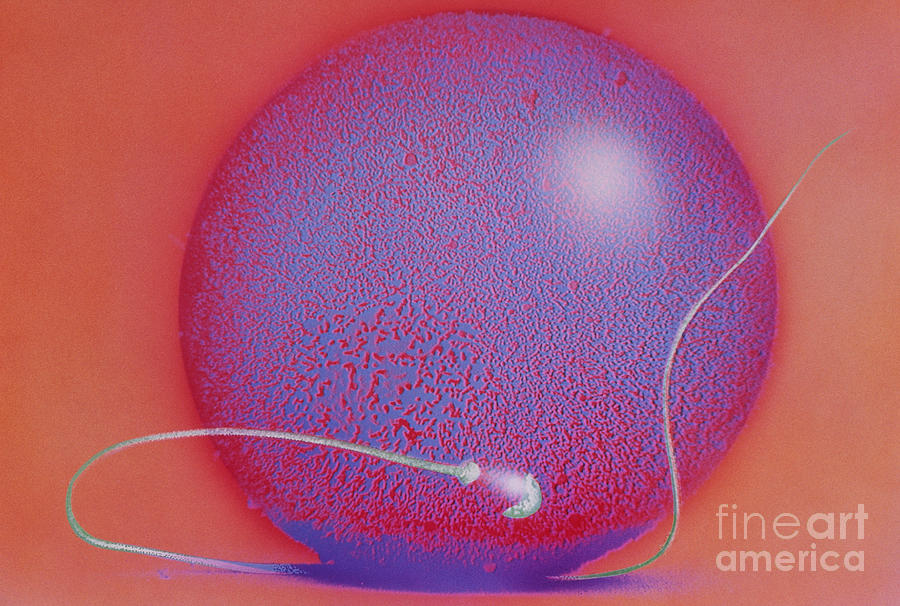 Sperm And Egg #1 Photograph by David M. Phillips