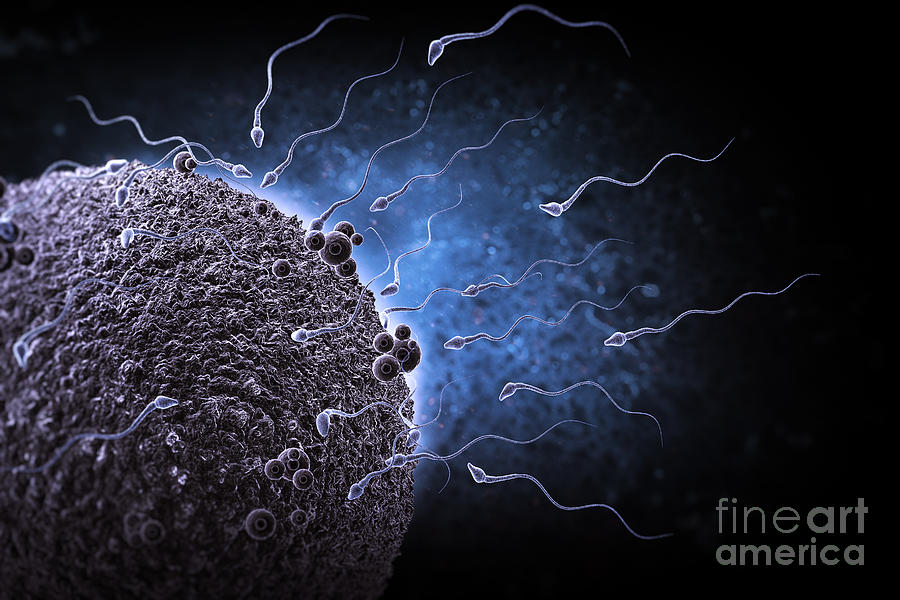 Sperm And Ovum #1 Photograph by Science Picture Co