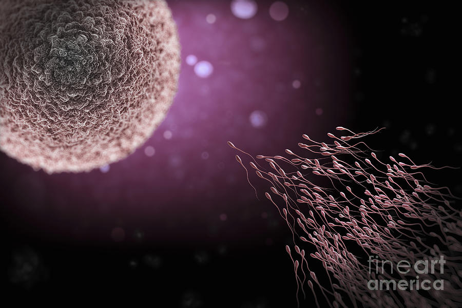 Sperm Approaching Ovum #1 Photograph by Science Picture Co