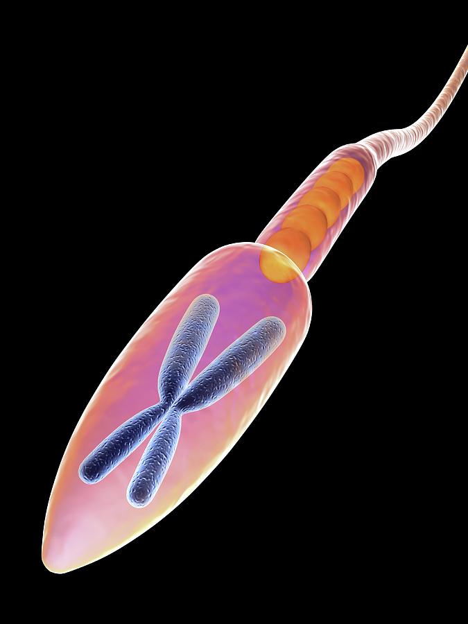 Acrosome Photograph - Sperm Cell #1 by Alfred Pasieka