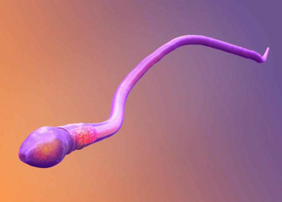 Anatomical Photograph - Sperm Cell #1 by Tim Vernon