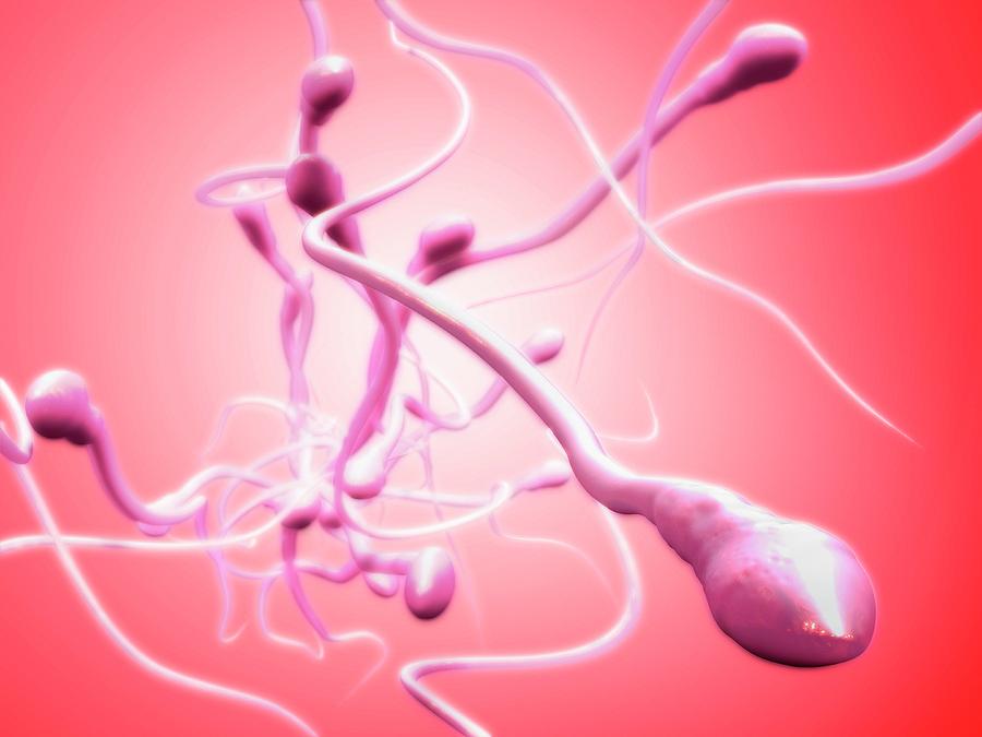 Sperm Cells Photograph By Tim Vernon
