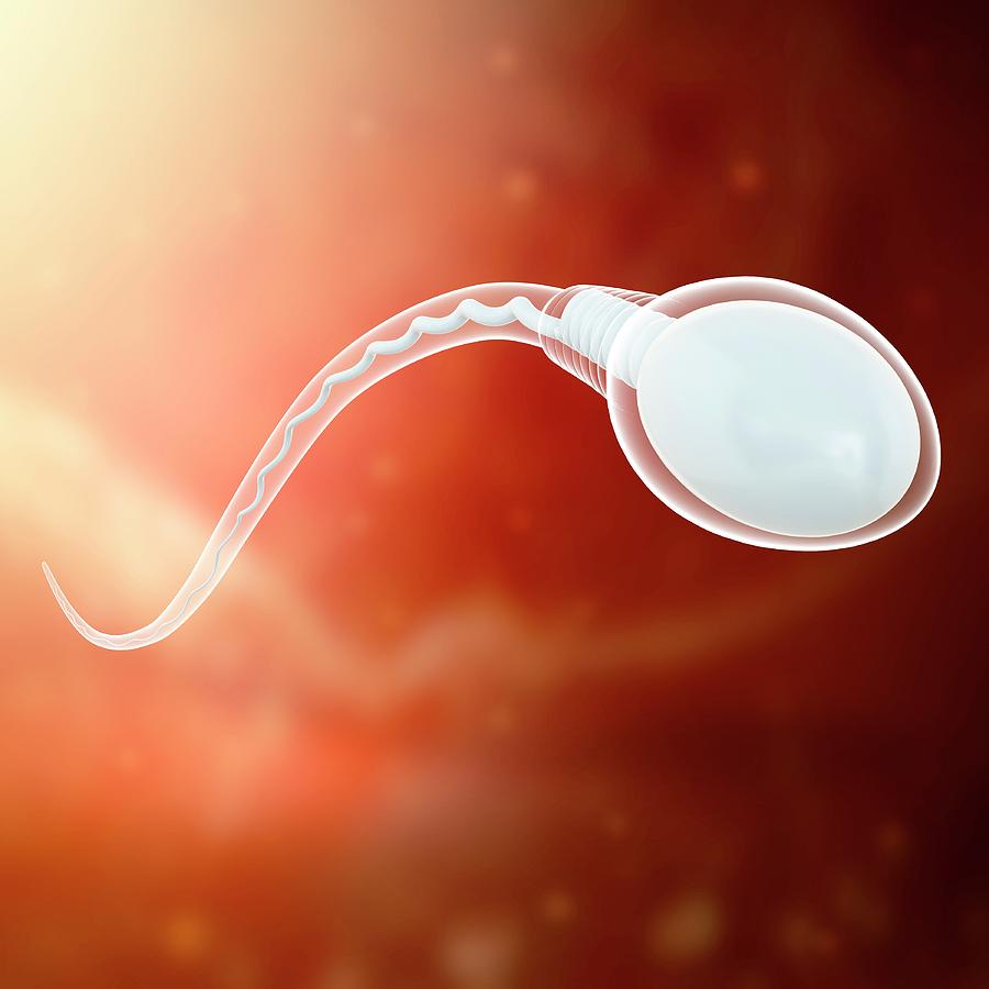 Sperm Sex Cell #1 by Pixologicstudio/science Photo Library