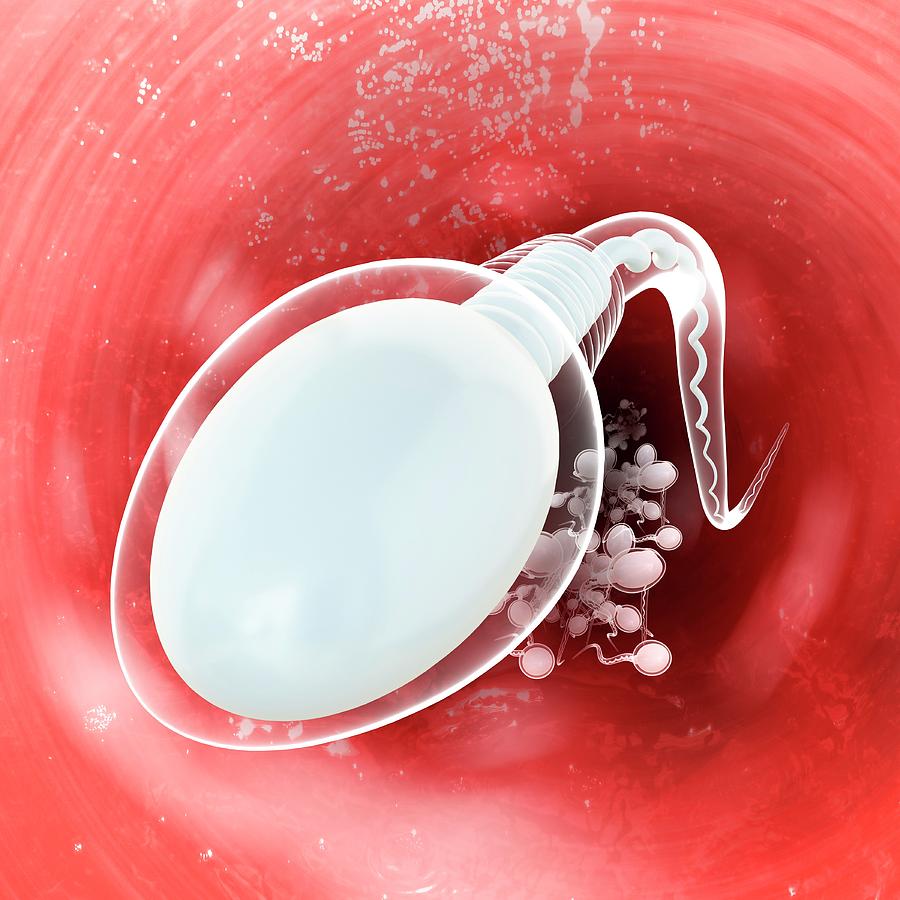 Sperm Sex Cells #1 Photograph by Pixologicstudio/science Photo Library
