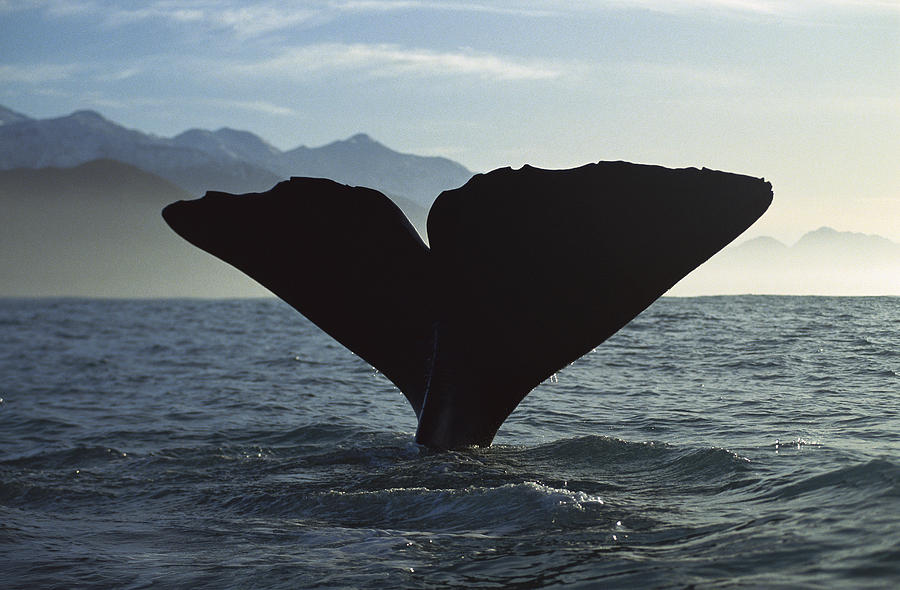 Sperm Whale Diving New Zealand #1 Photograph by Flip Nicklin