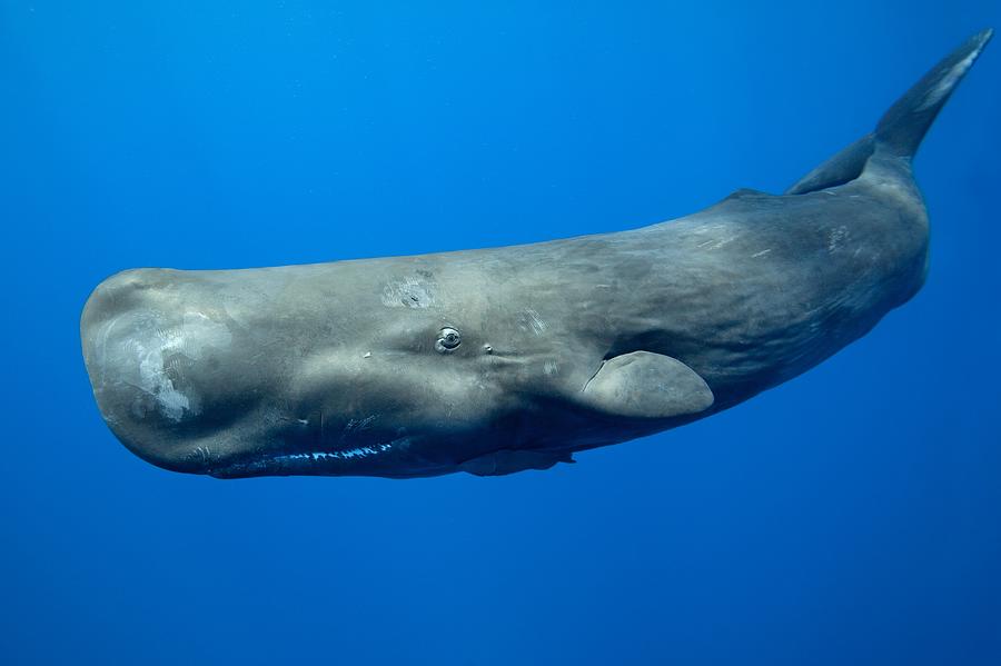 Sperm whale #1 Photograph by James R.D. Scott