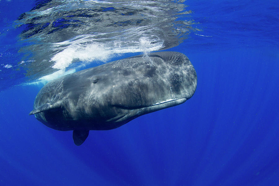 Sperm Whale Pyseter Macrocephalus #1 Photograph by Stephen Frink