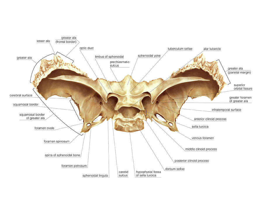 Sphenoidal Bone 1 Photograph By Asklepios Medical Atlas Pixels 1248