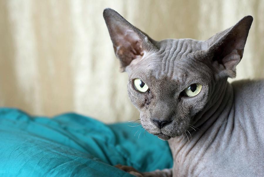 Sphynx Cat Photograph by Photostock-israel/science Photo Library - Pixels