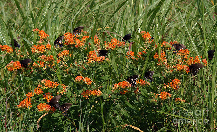Spicebush Swallowtail Butterflies #1 Photograph by Susan Leavines