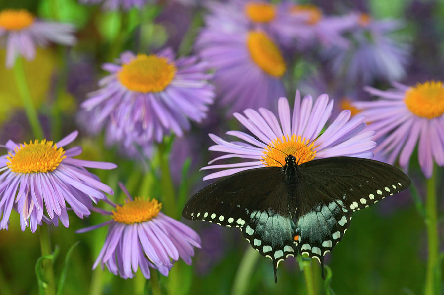 Butterfly Photograph - Spicebush Swallowtail Butterfly #1 by Darrell Gulin