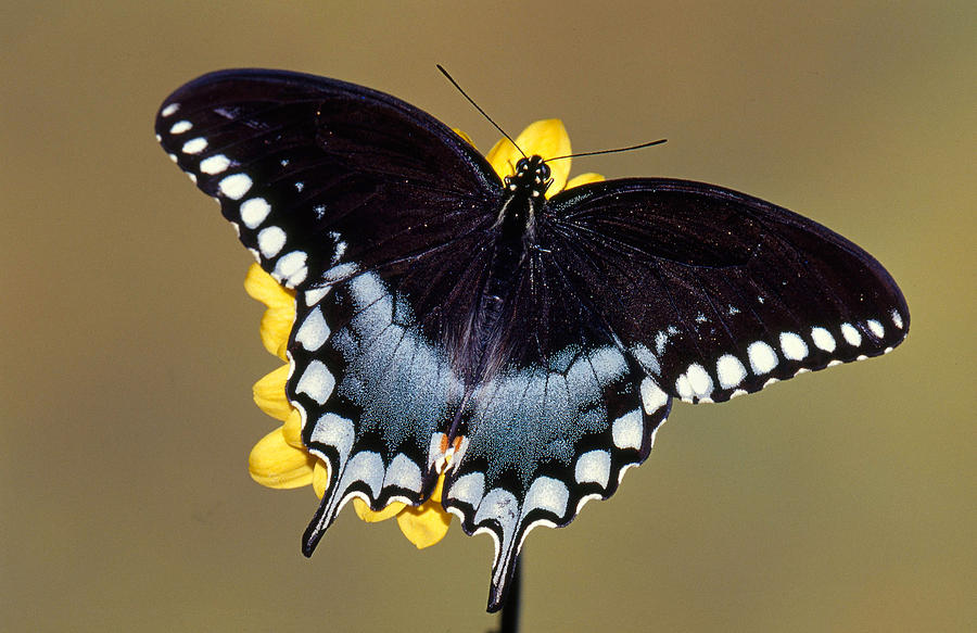 Wildlife Photograph - Spicebush Swallowtail Butterfly #2 by Millard H Sharp