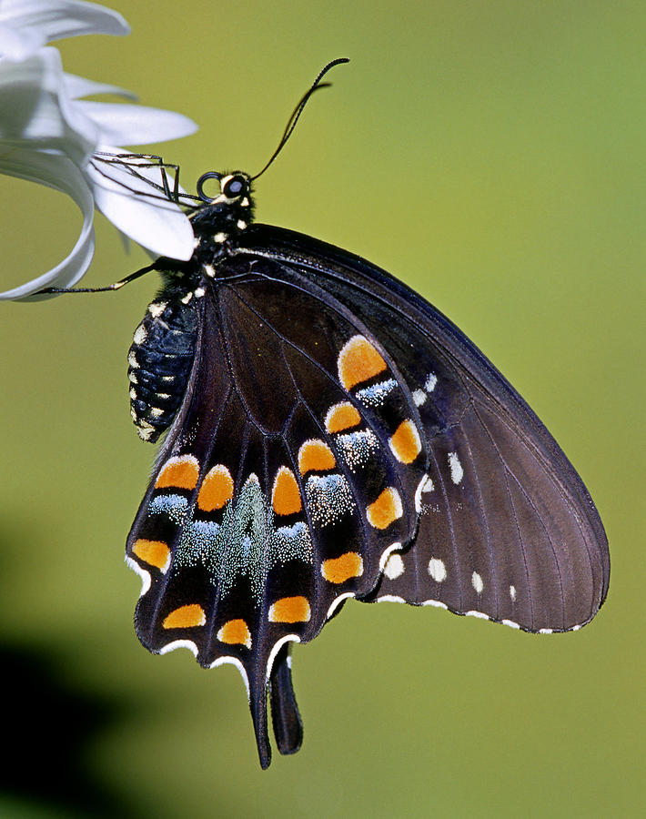 Spicebush Swallowtail Butterfly #1 Photograph by Millard Sharp
