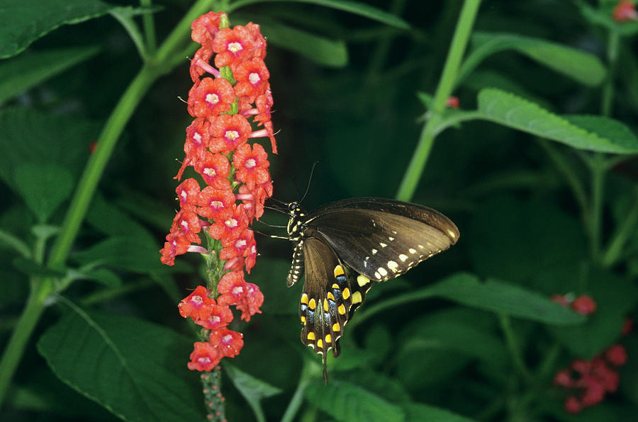 Butterfly Photograph - Spicebush Swallowtail Butterfly #1 by Sally Mccrae Kuyper/science Photo Library