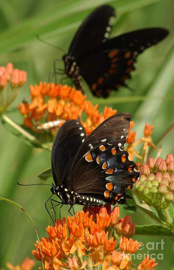 Spicebush Swallowtail Butterfly #1 Photograph by Susan Leavines
