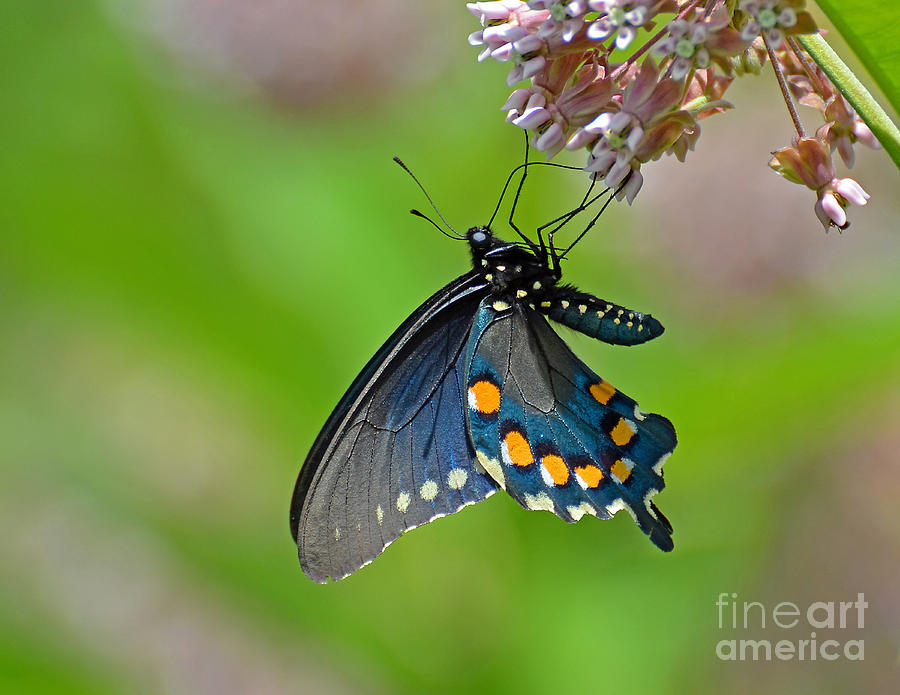 Spicebush Swallowtail #1 Photograph by Rodney Campbell