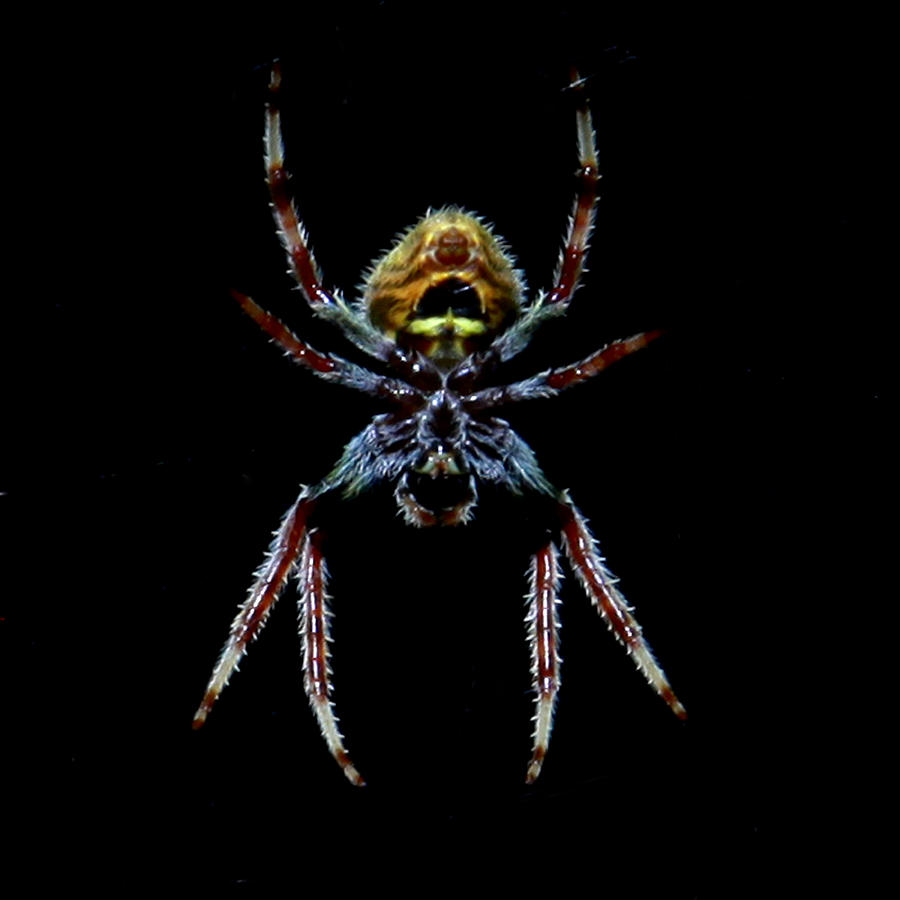 Spider #1 Photograph by Joseph G Holland