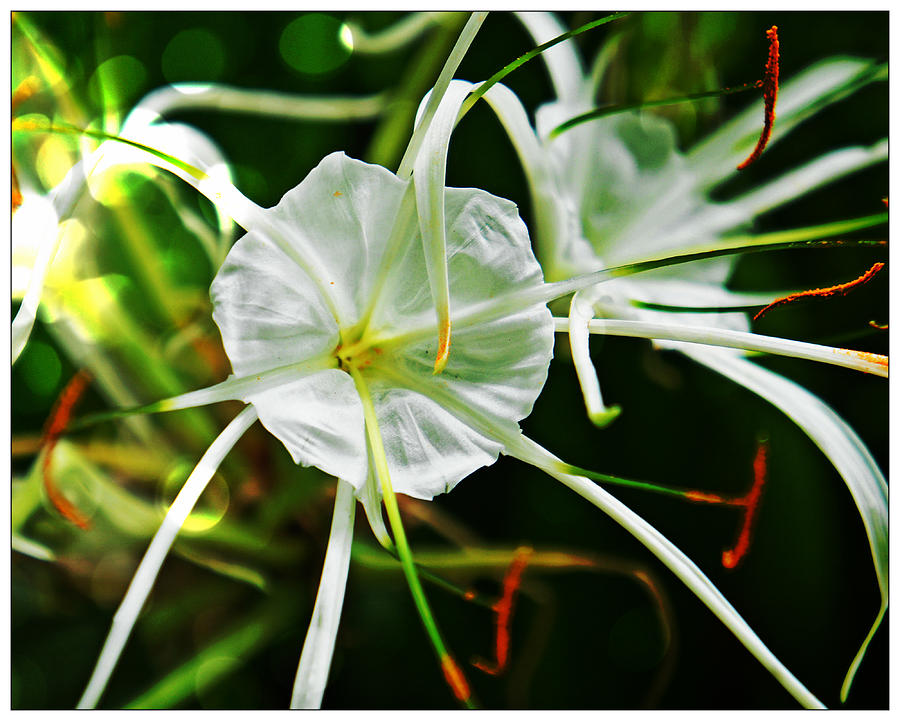 Spider Lily #1 Photograph by Therese Alcorn