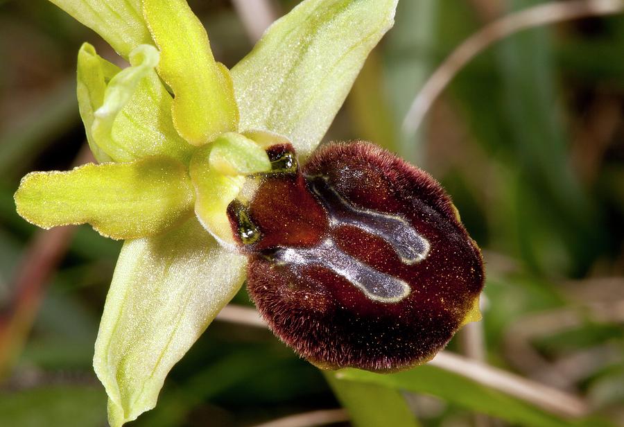 Spider Orchid (ophrys Orphanidea) Flower #1 Photograph by Bob Gibbons