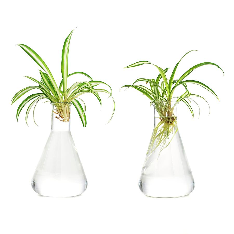 Spider Plant Photograph - Spider Plant Rooting #1 by Science Photo Library
