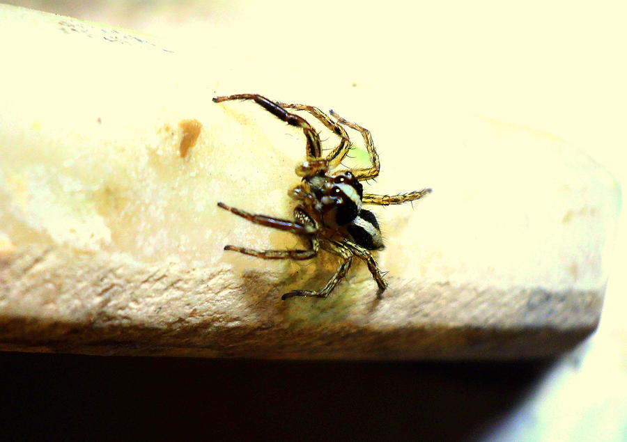Spider #2 Photograph by Salman Ravish