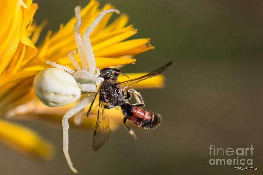 Spider Vs Bee Photograph By Jivko Nakev 