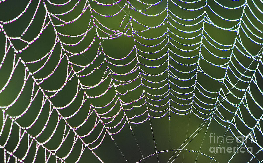 Spider Web #2 Photograph by Heiko Koehrer-Wagner