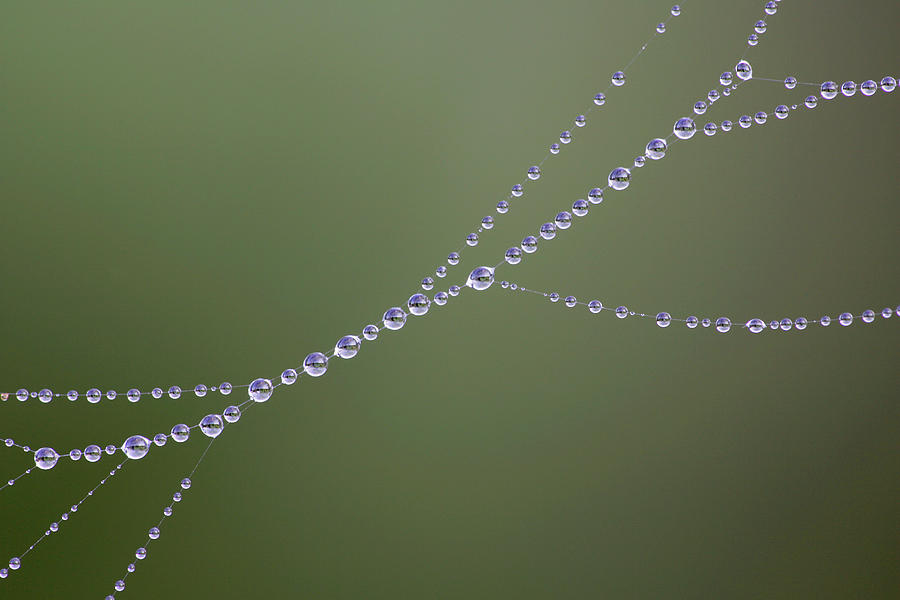 Spider Web #1 Photograph by Manuel Presti/science Photo Library