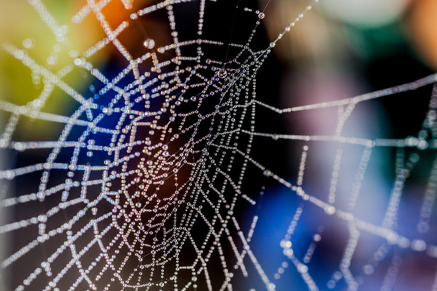 Spider Web #2 Photograph by Tommy Farnsworth