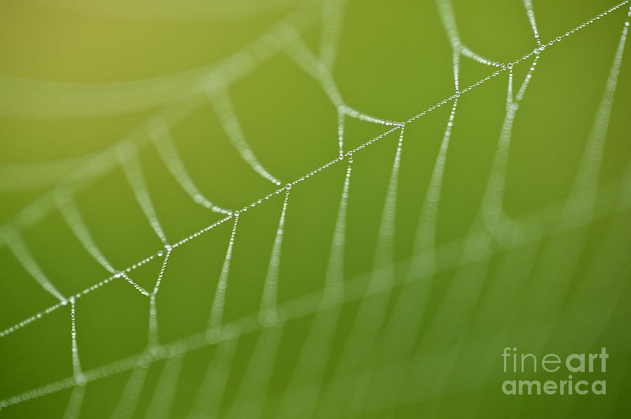 Spider web with dew drops  #1 Photograph by Jim Corwin