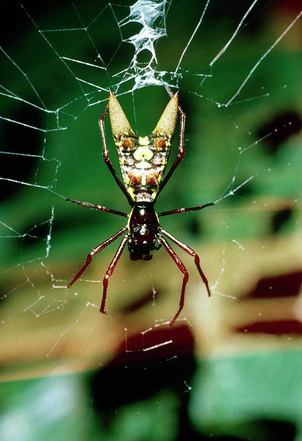 Spider With Bizarre Abdominal Ornamentation #1 Photograph by Dr Morley Read/science Photo Library