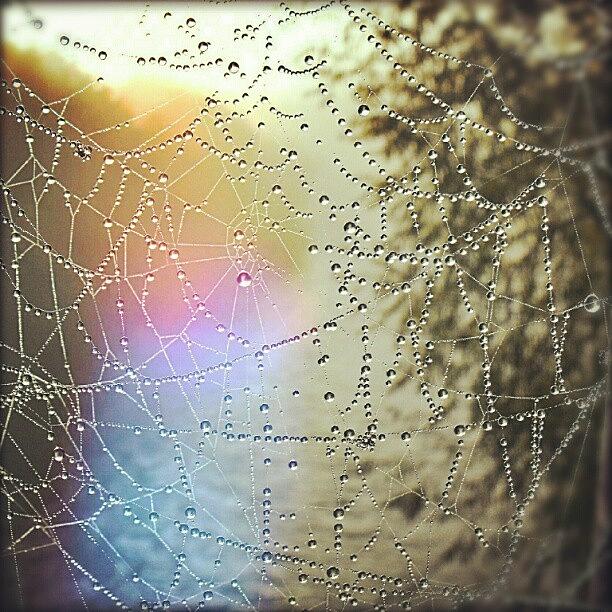 Web Photograph - Spiderweb #1 by Linandara Linandara