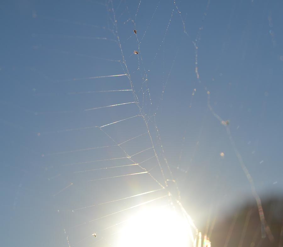 Spiderweb Photograph - Spiderweb in the Sun II #1 by James Potts